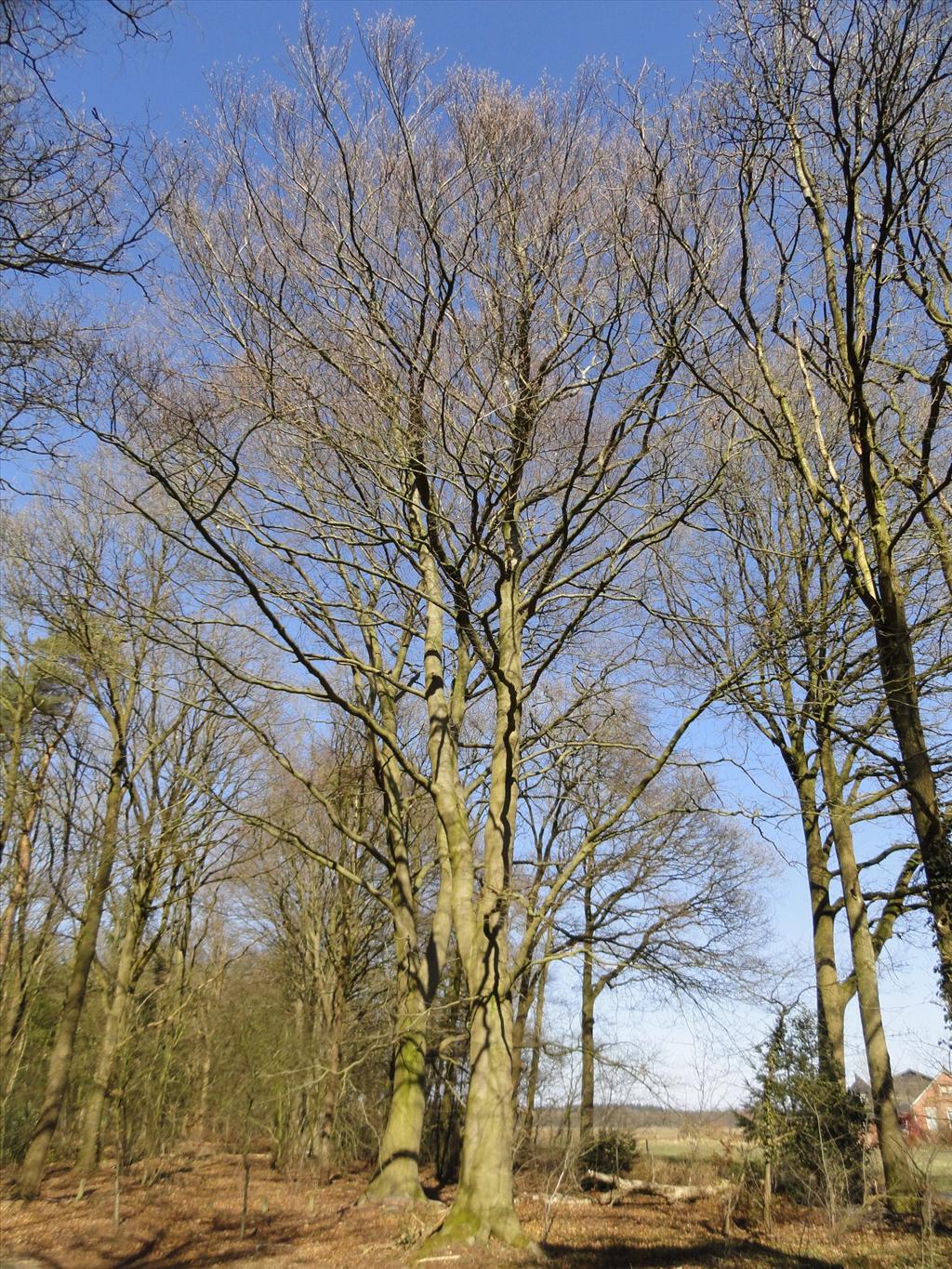 Fagus sylvatica (door wim van der neut)