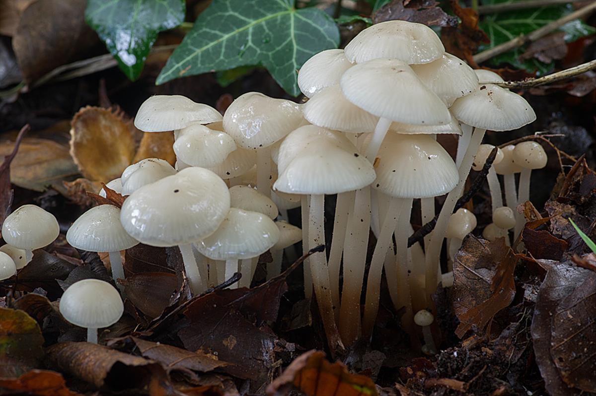 Marasmius wynneae (door Hans Adema)