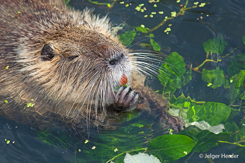 Myocastor coypus (door Jelger Herder)