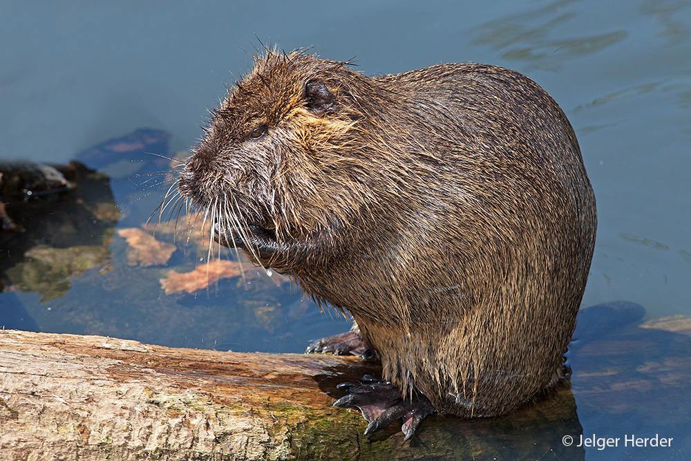 Myocastor coypus (door Jelger Herder)