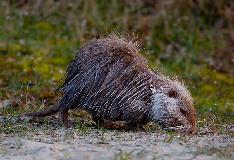 Myocastor coypus (door John Breugelmans)