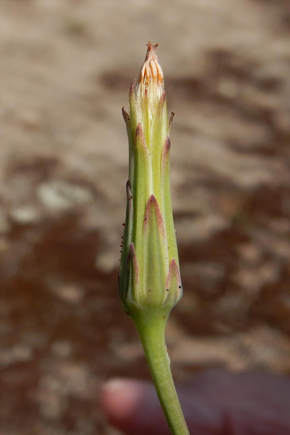Hypochaeris glabra (door Peter Meininger)