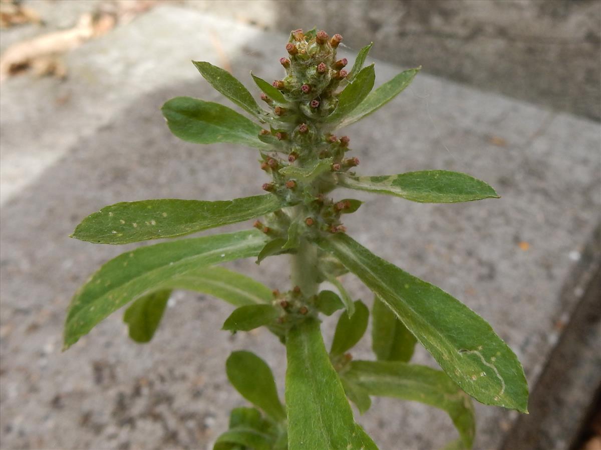 Gamochaeta pensylvanica (door Peter Meininger)