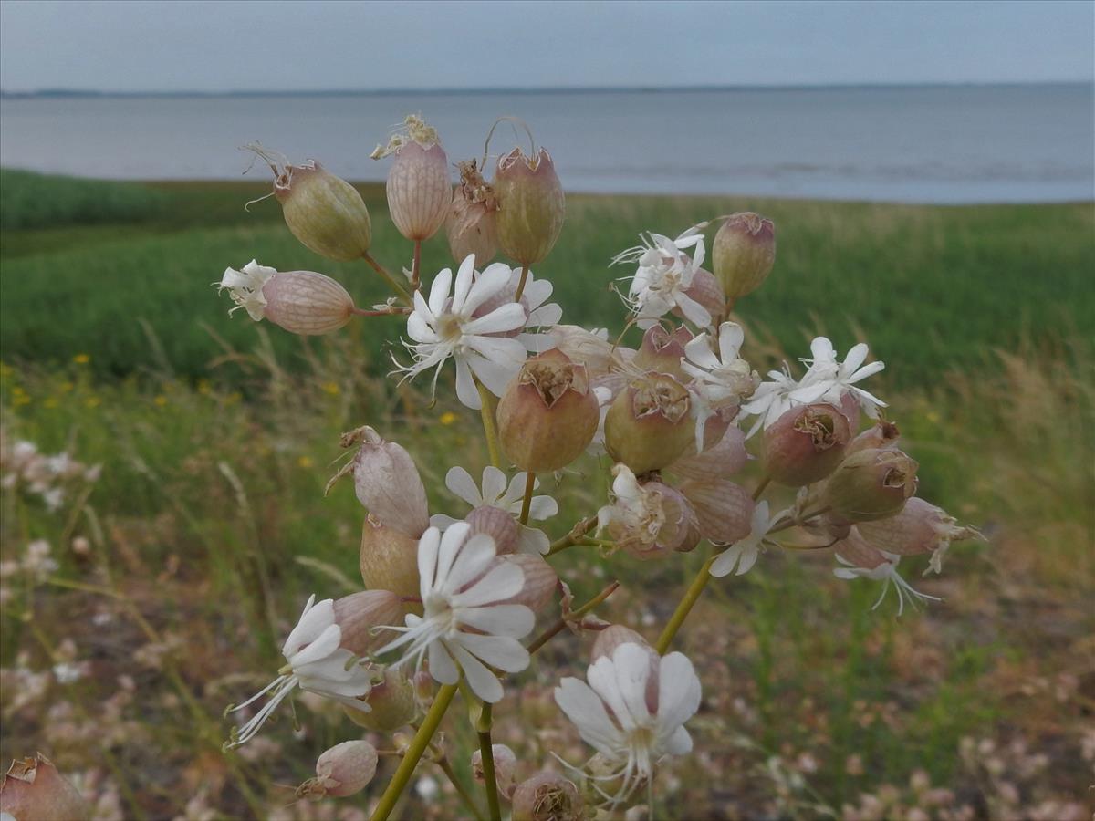 Silene vulgaris (door Peter Meininger)