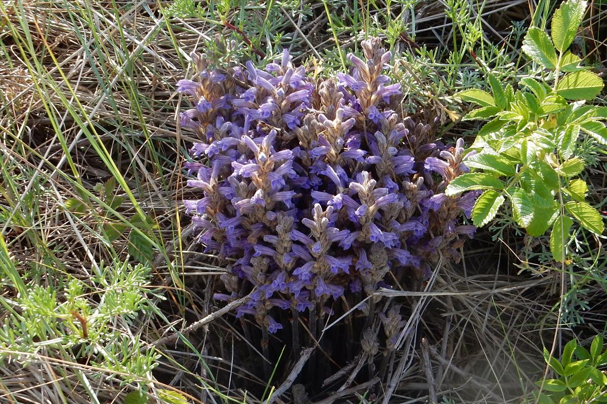 Orobanche purpurea (door Peter Meininger)