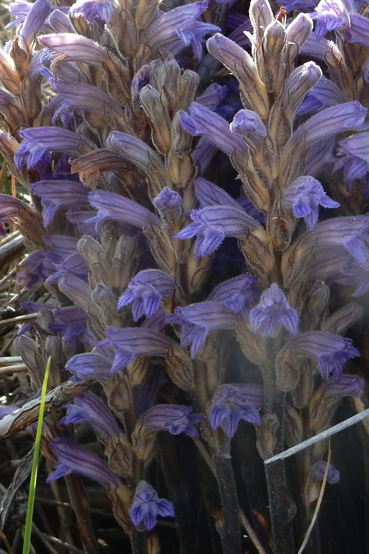 Orobanche purpurea (door Peter Meininger)