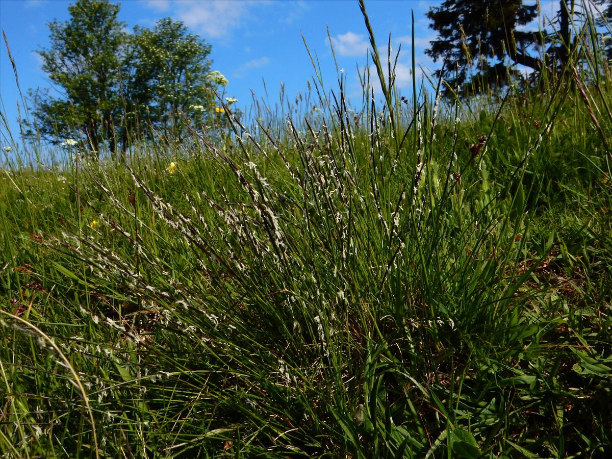 Nardus stricta (door Peter Meininger)