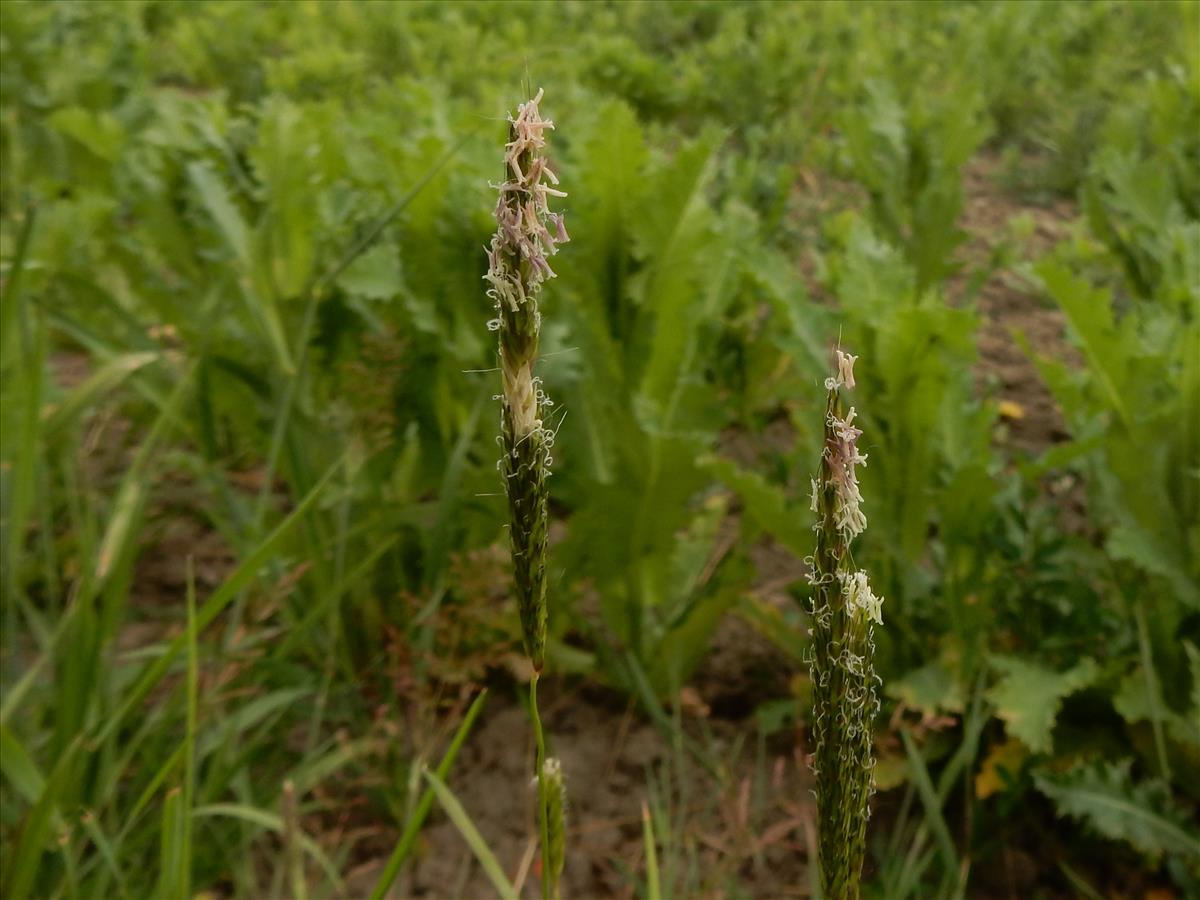 Alopecurus myosuroides (door Peter Meininger)