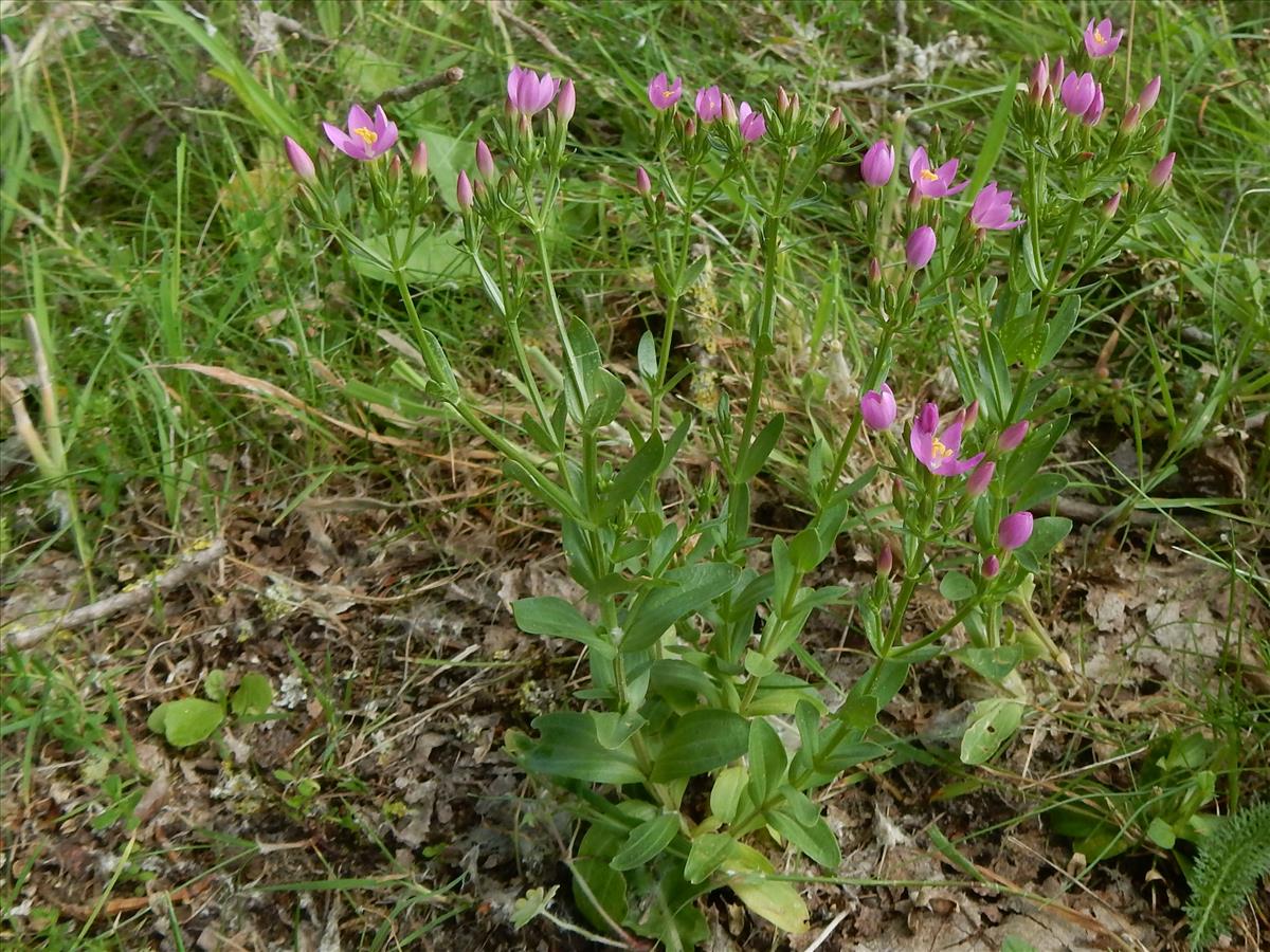 Centaurium erythraea (door Peter Meininger)