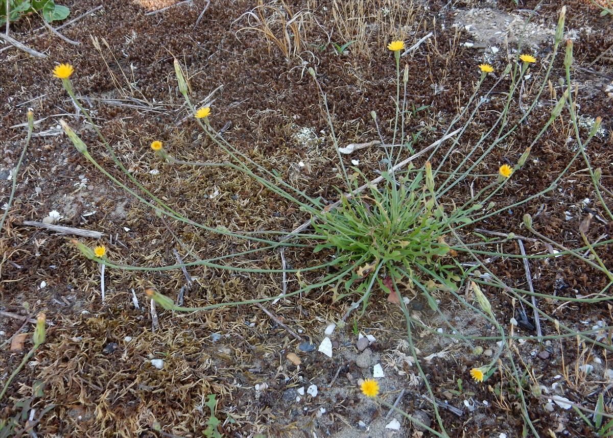 Hypochaeris glabra (door Peter Meininger)