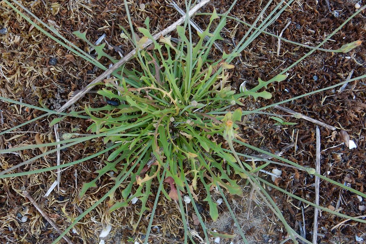 Hypochaeris glabra (door Peter Meininger)