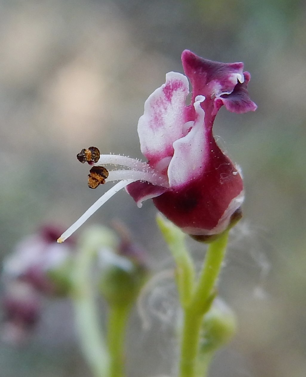 Scrophularia canina (door Peter Meininger)