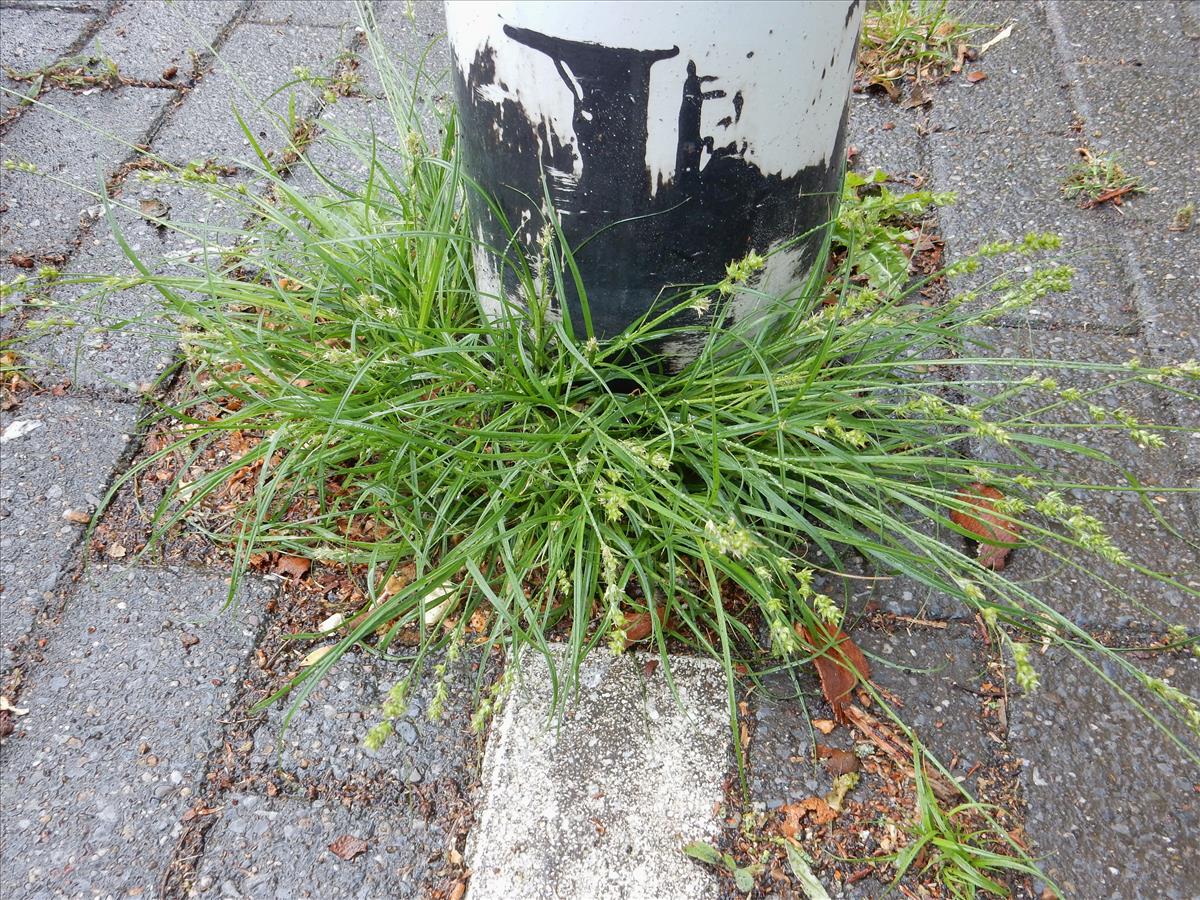 Carex divulsa (door Peter Meininger)
