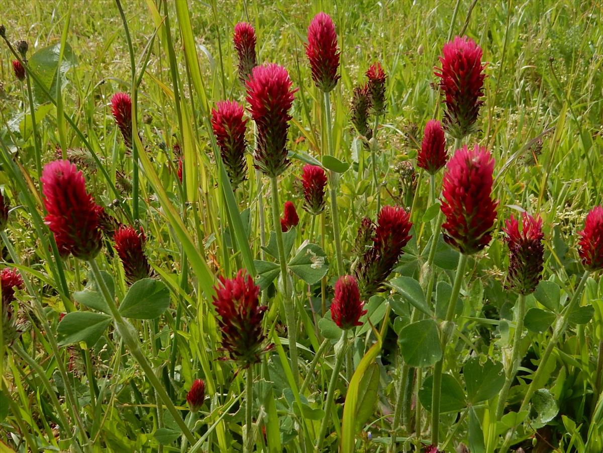 Trifolium incarnatum (door Peter Meininger)