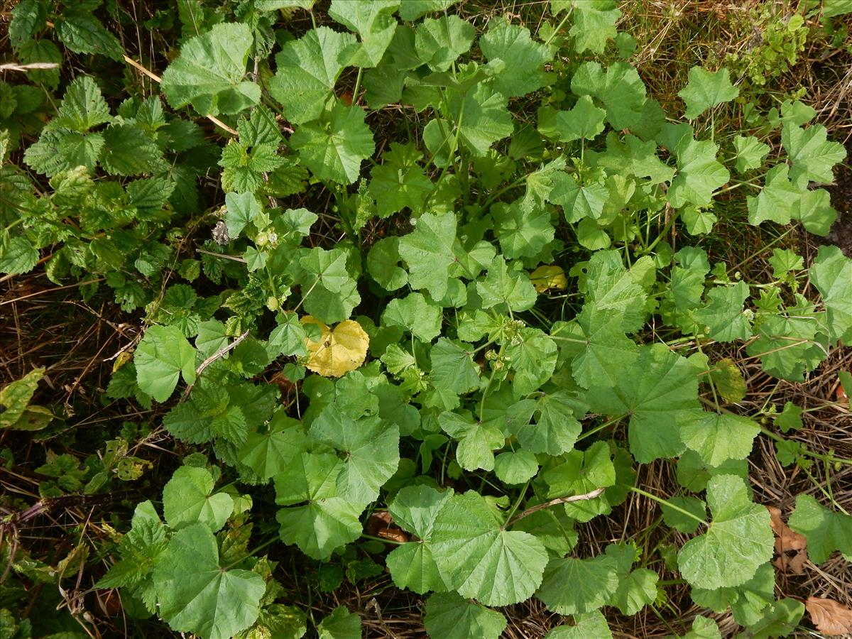 Malva parviflora (door Peter Meininger)