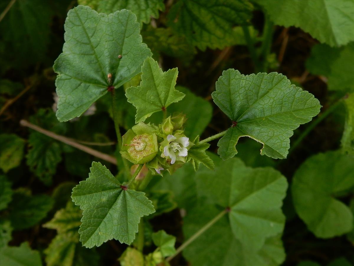 Malva parviflora (door Peter Meininger)