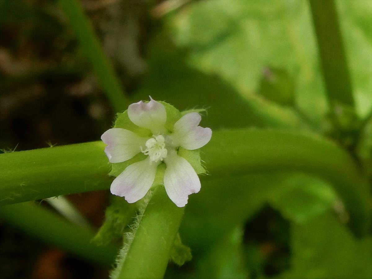 Malva parviflora (door Peter Meininger)