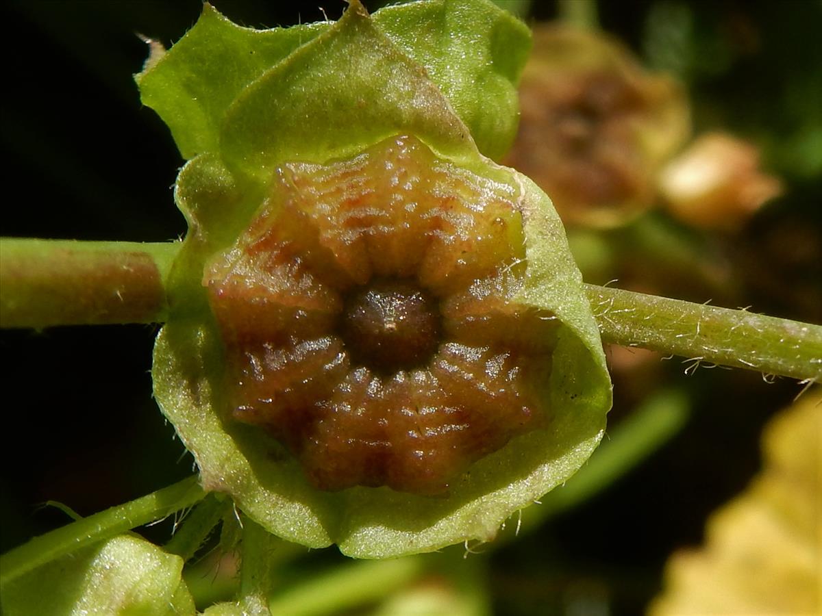 Malva parviflora (door Peter Meininger)