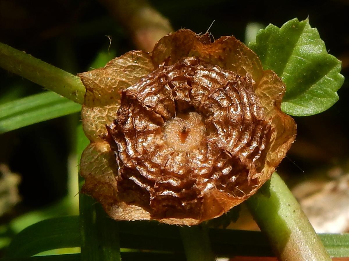 Malva parviflora (door Peter Meininger)