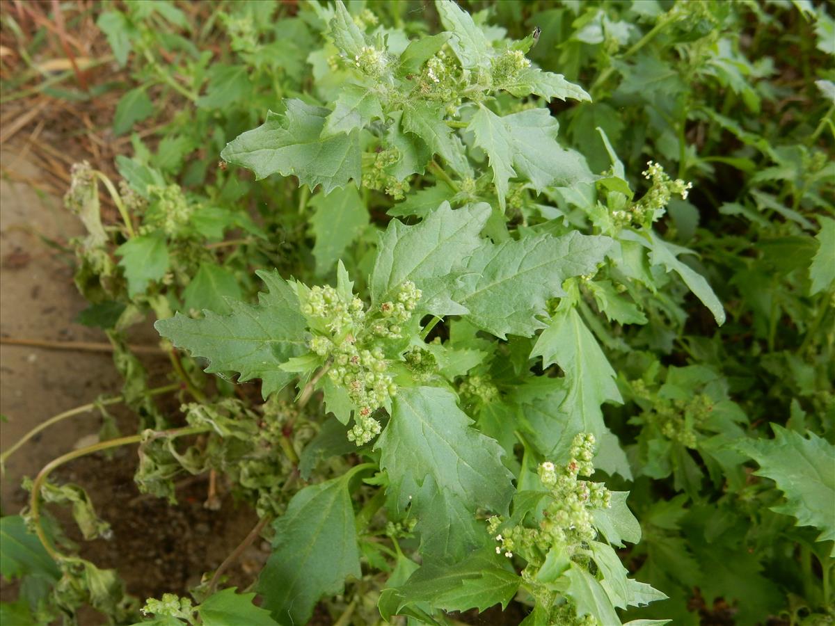 Chenopodiastrum murale (door Peter Meininger)