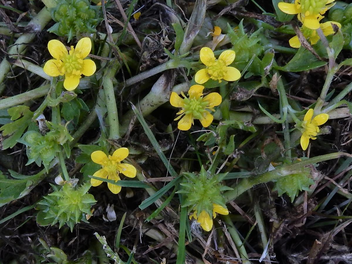 Ranunculus muricatus (door Peter Meininger)