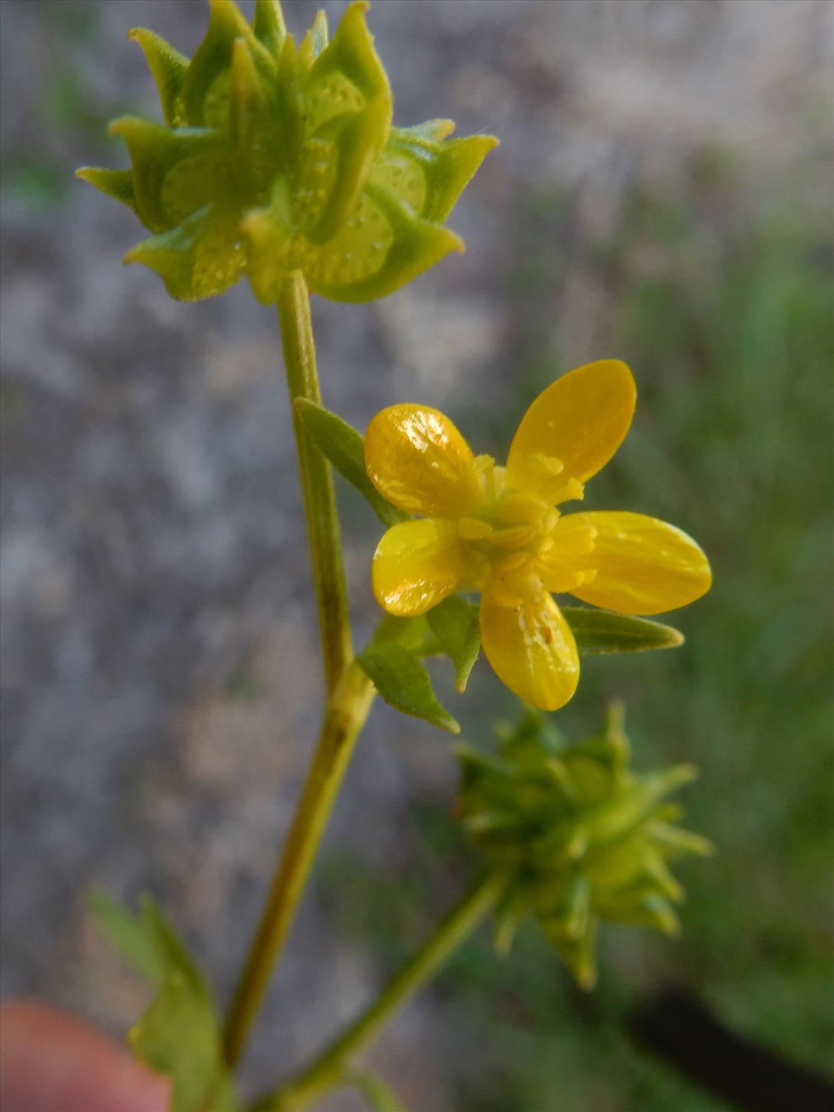 Ranunculus muricatus (door Peter Meininger)