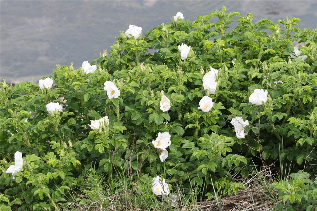 Rosa rugosa (door Peter Meininger)