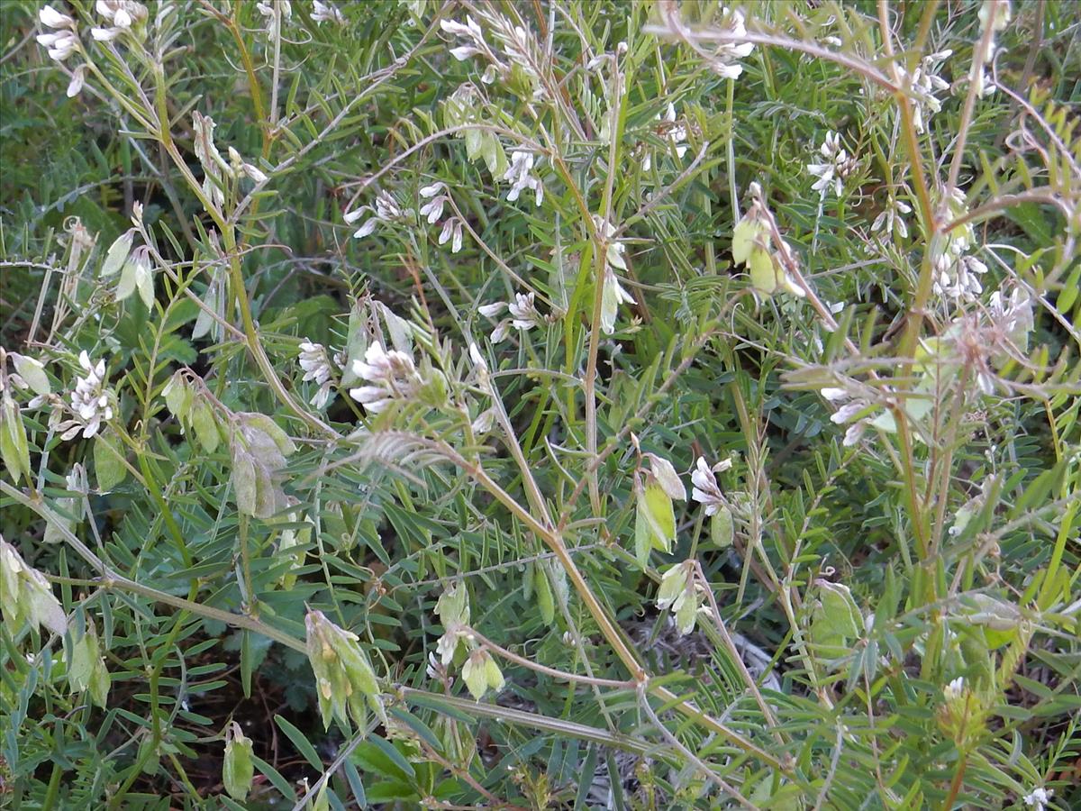 Vicia hirsuta (door Peter Meininger)