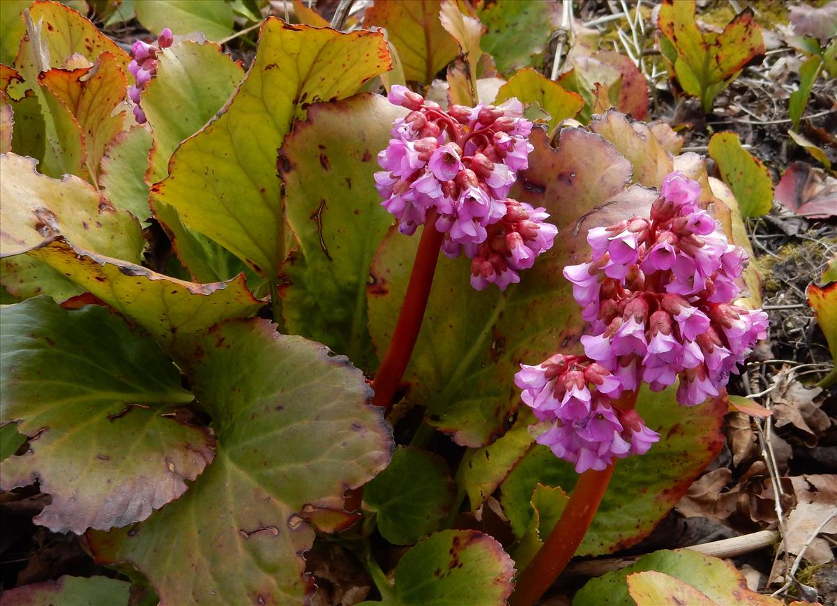 Bergenia cordifolia (door Peter Meininger)