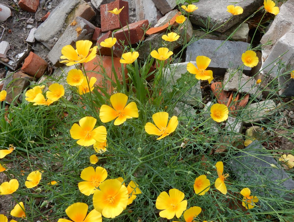 Eschscholzia californica (door Peter Meininger)