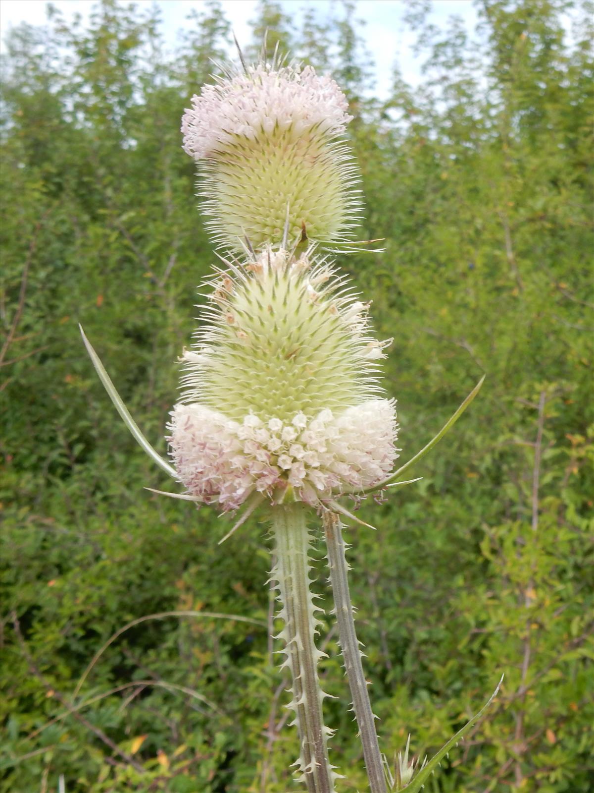 Dipsacus laciniatus (door Peter Meininger)