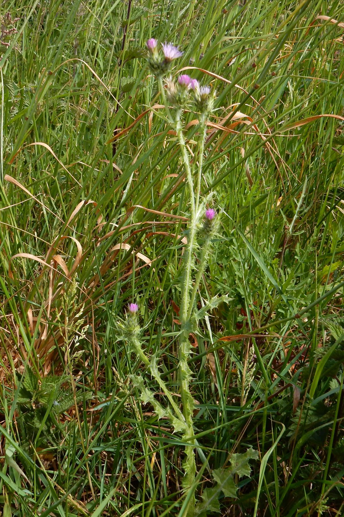 Carduus tenuiflorus (door Peter Meininger)