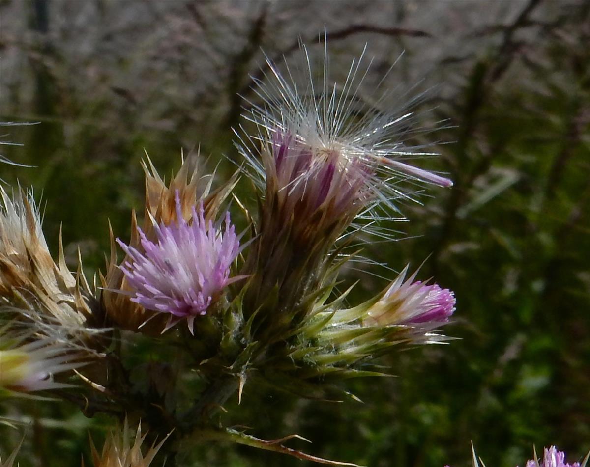 Carduus tenuiflorus (door Peter Meininger)