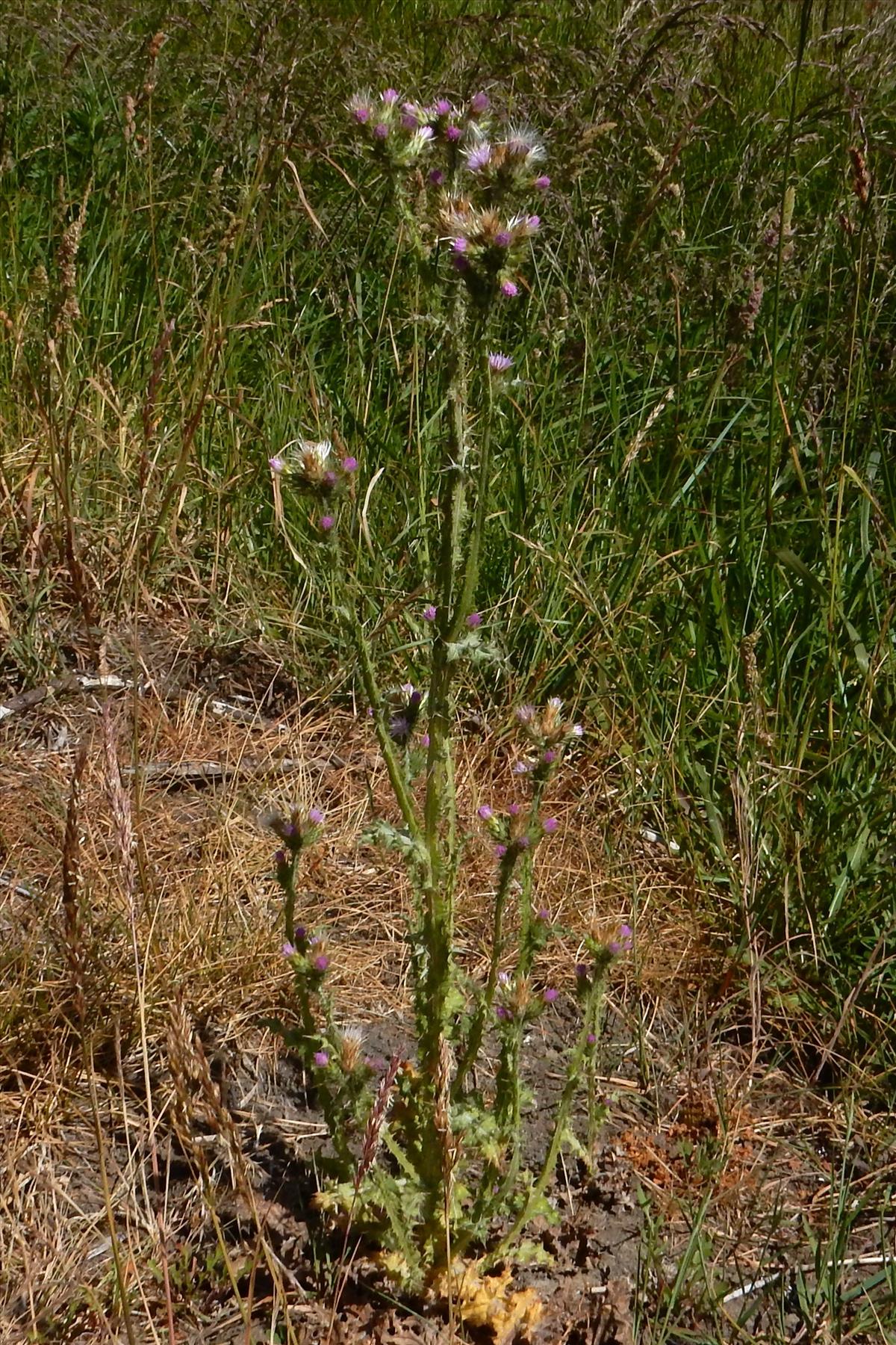 Carduus tenuiflorus (door Peter Meininger)
