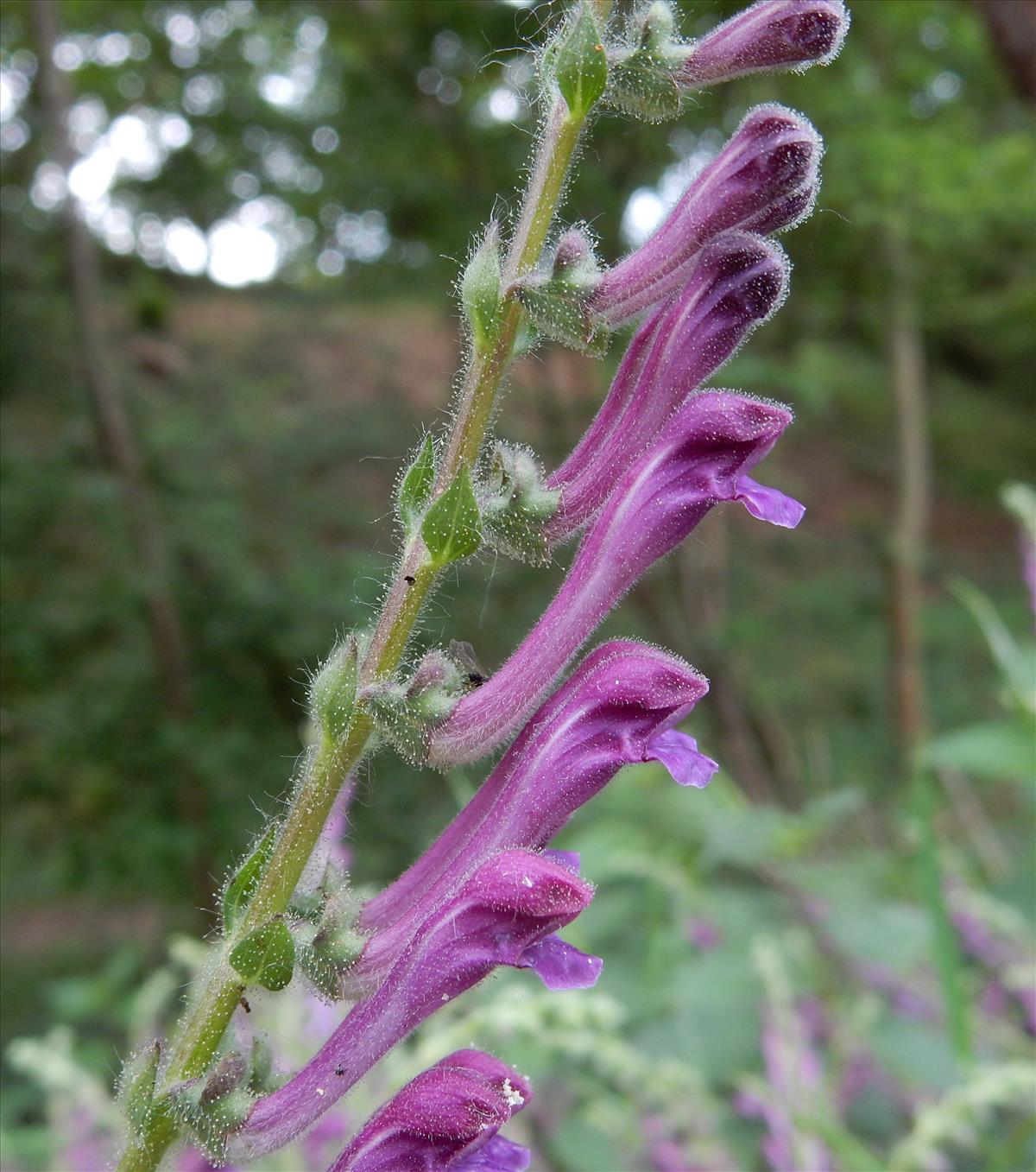 Scutellaria columnae (door Peter Meininger)