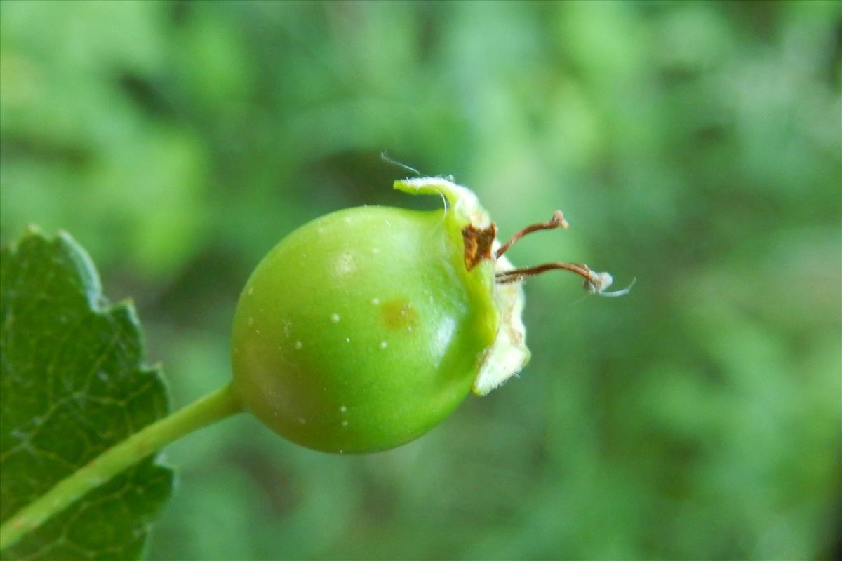 Crataegus laevigata (door Peter Meininger)