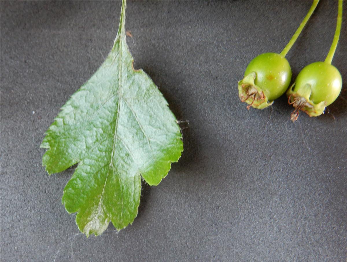 Crataegus laevigata (door Peter Meininger)