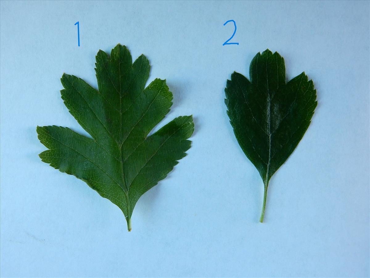 Crataegus laevigata (door Peter Meininger)