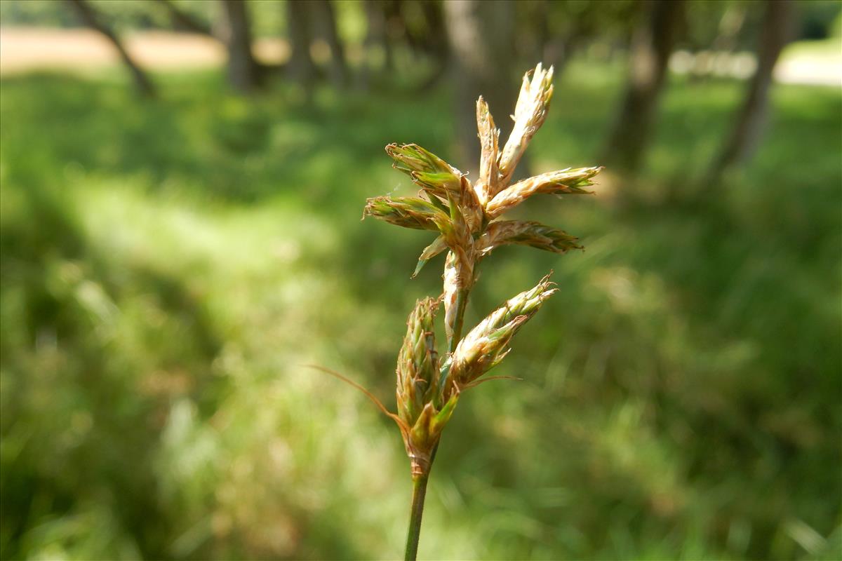 Carex pseudobrizoides (door Peter Meininger)