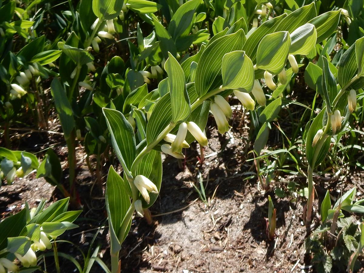 Polygonatum odoratum (door Peter Meininger)