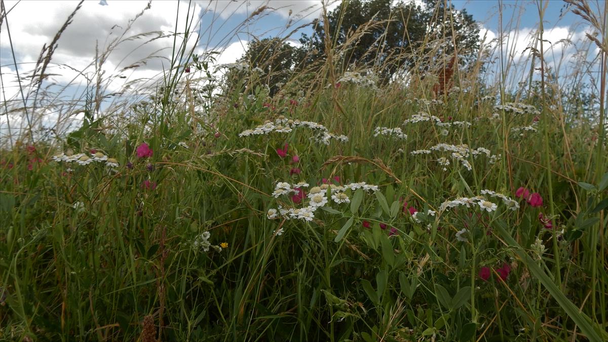 Achillea ptarmica (door Peter Meininger)