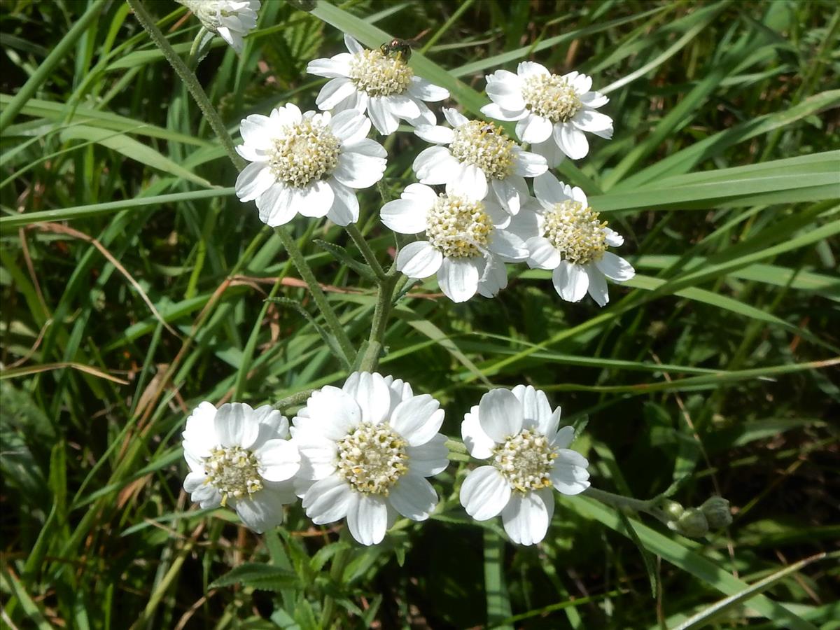 Achillea ptarmica (door Peter Meininger)