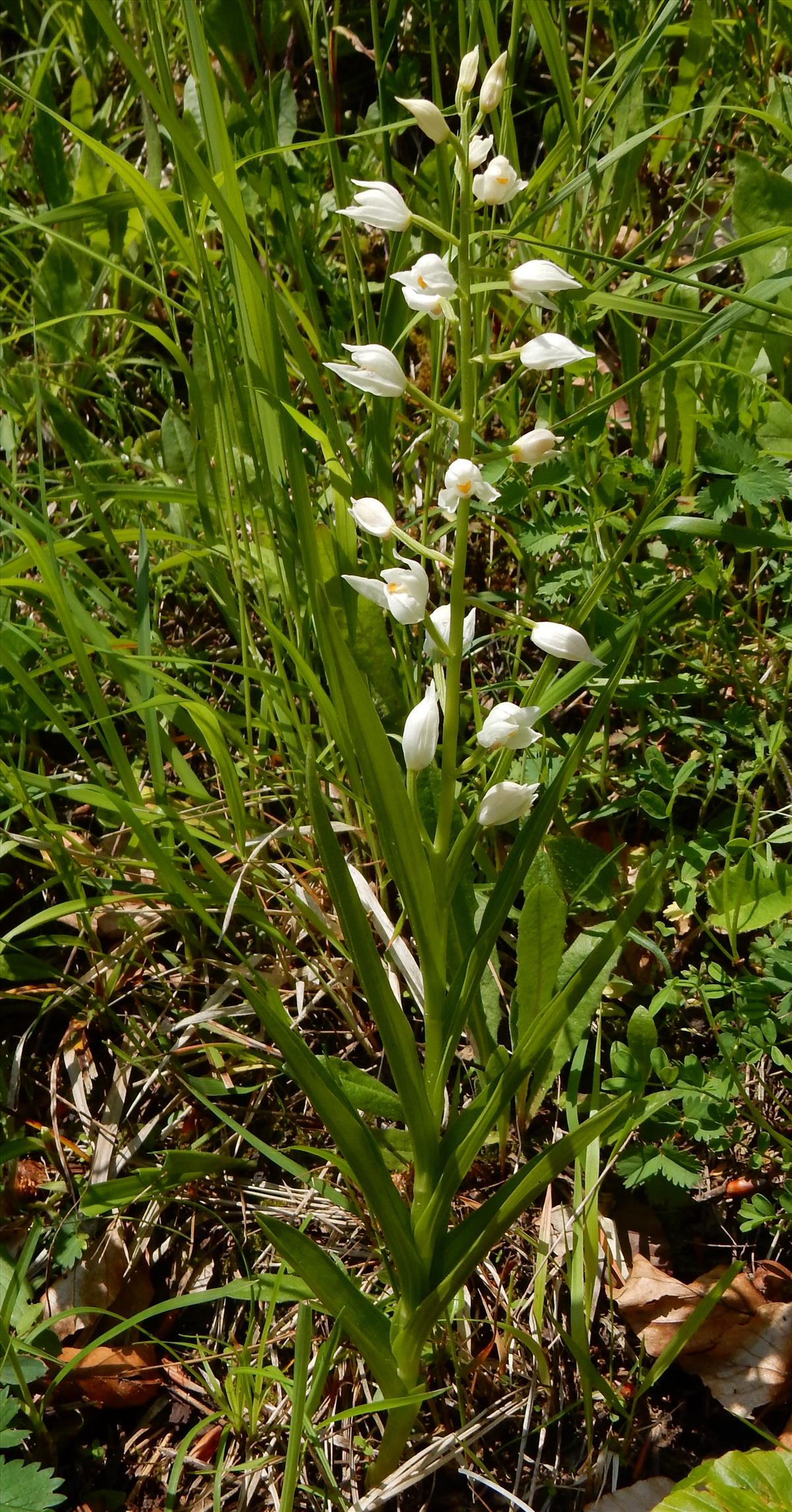 Cephalanthera longifolia (door Peter Meininger)