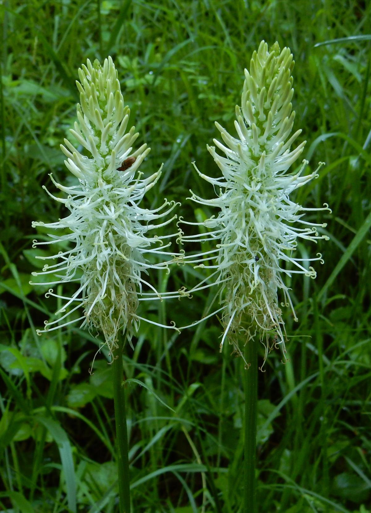 Phyteuma spicatum (door Peter Meininger)