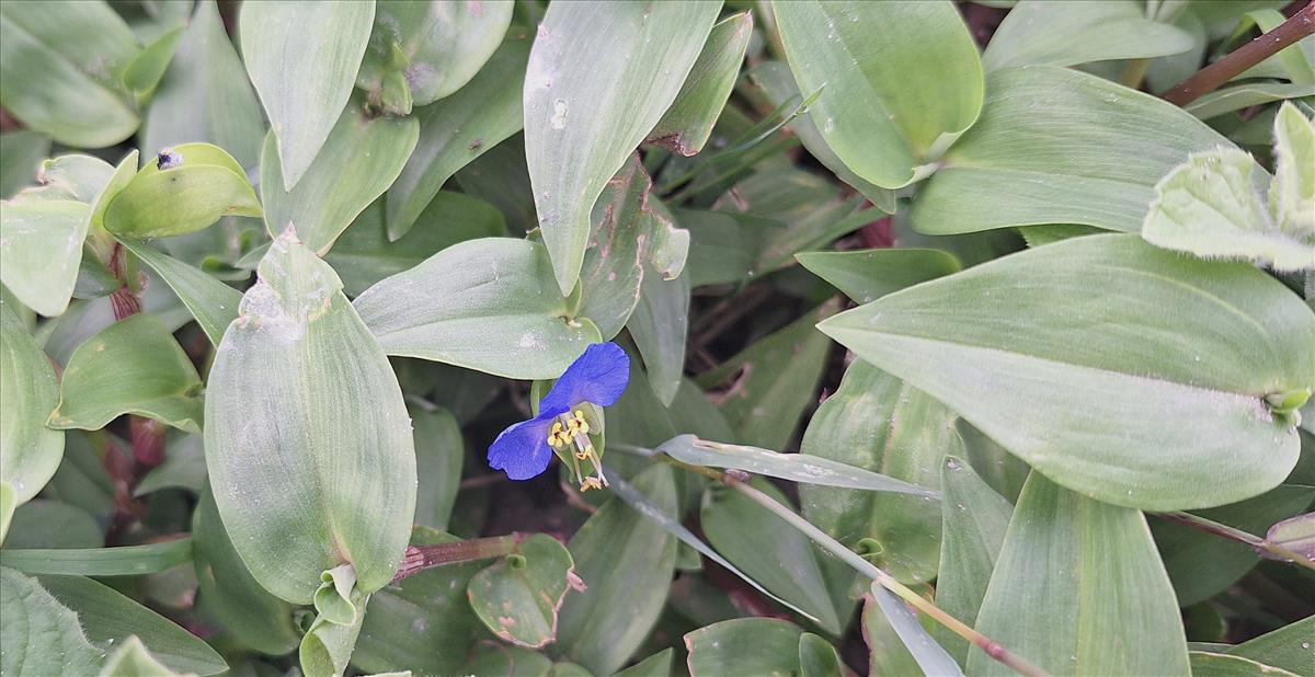 Commelina communis (door Peter Meininger)