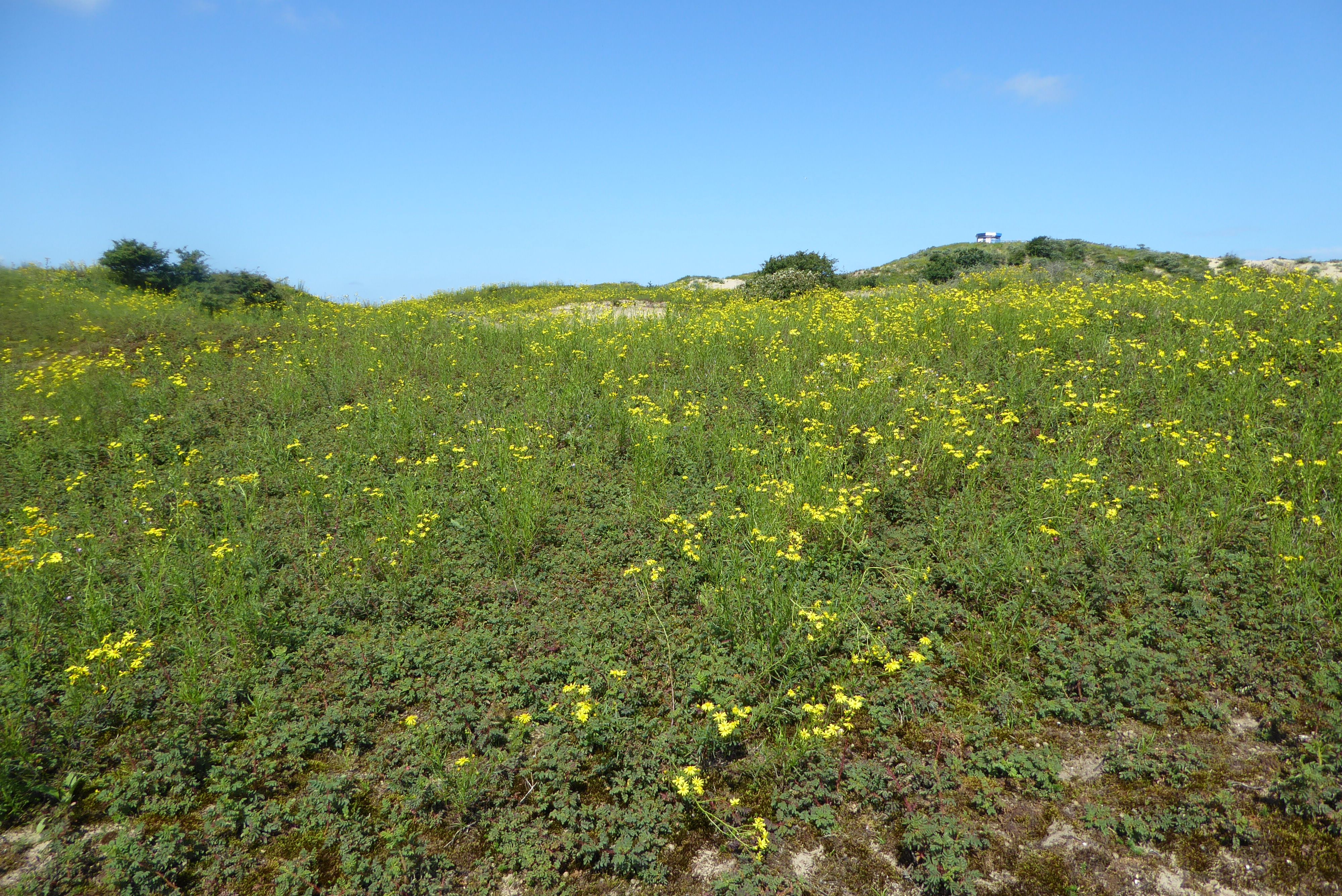 Senecio inaequidens (door Koen van Zoest)