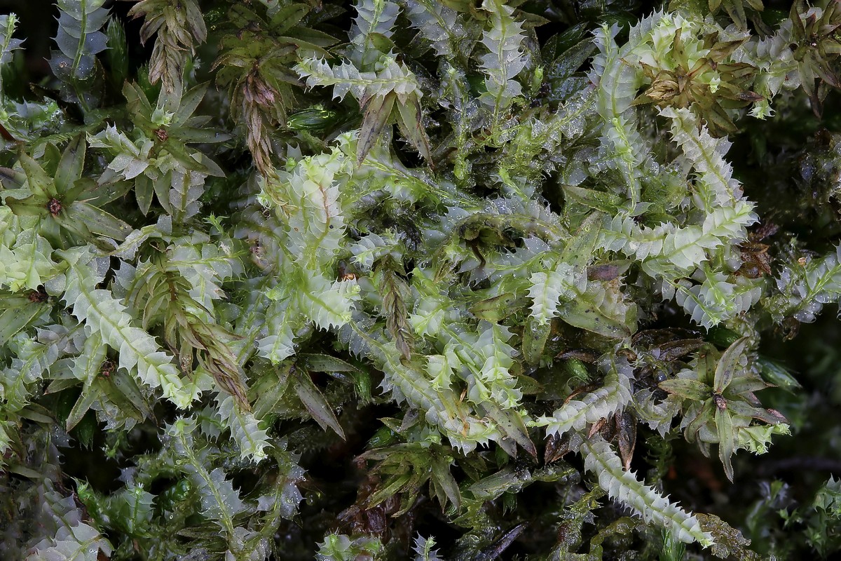 Lophocolea bidentata (door Arjan de Groot)