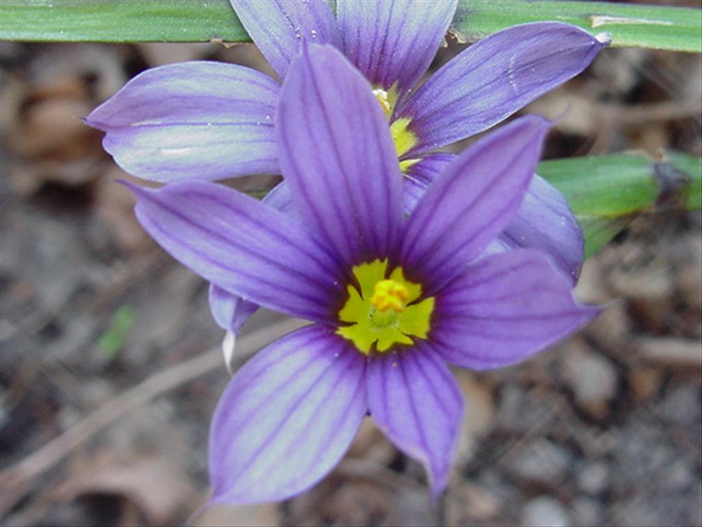 Sisyrinchium montanum (door Sieger Veenstra)