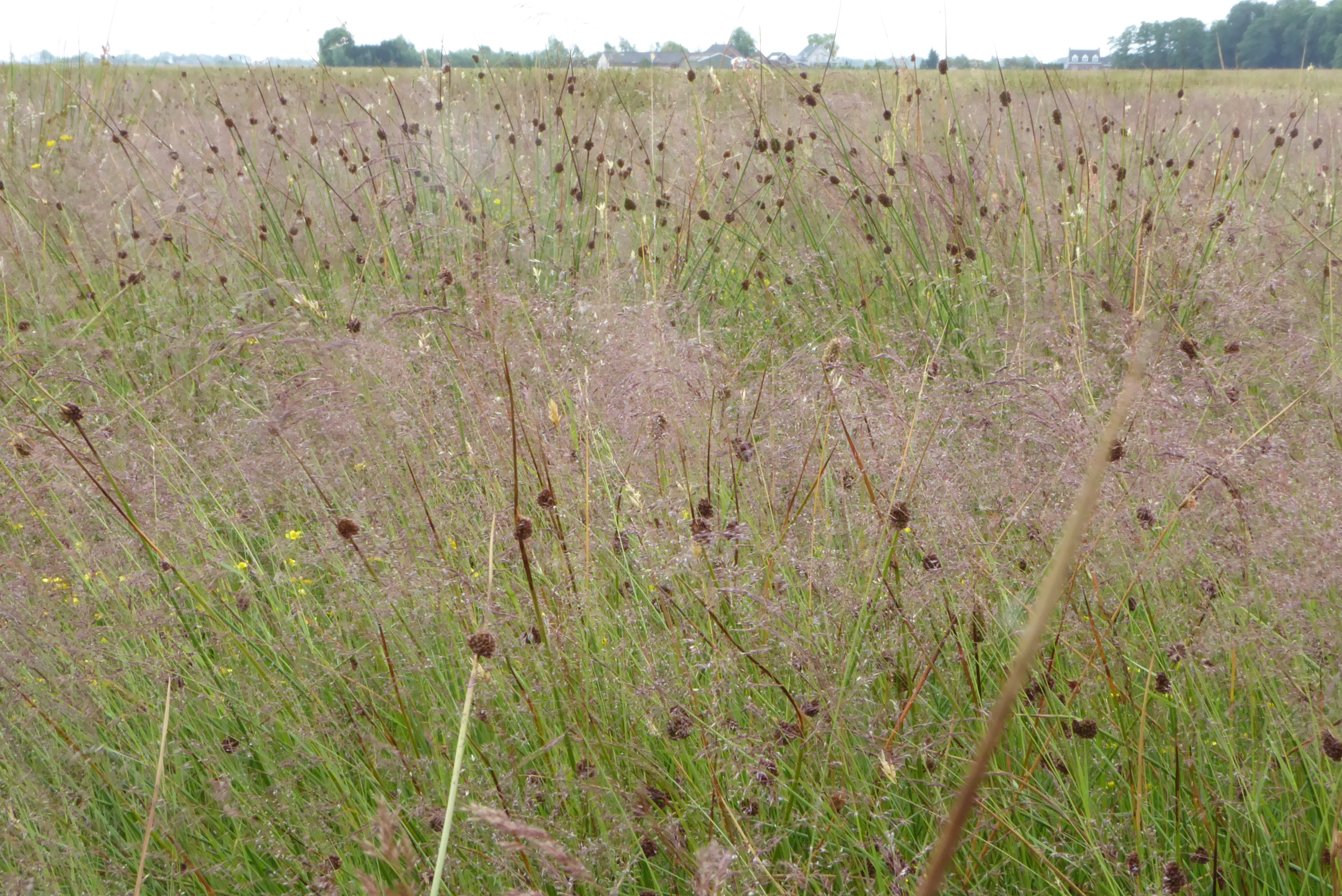 Juncus conglomeratus (door Koen van Zoest)