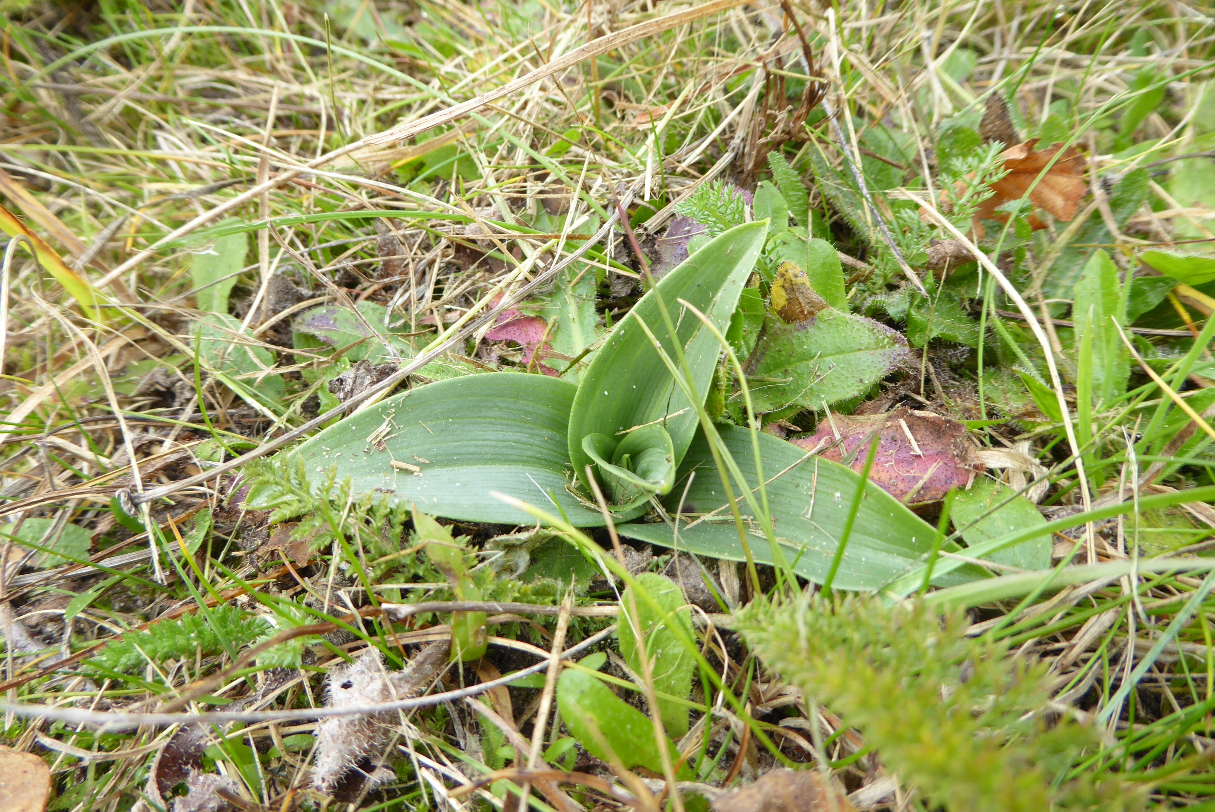 Ophrys apifera (door Koen van Zoest)